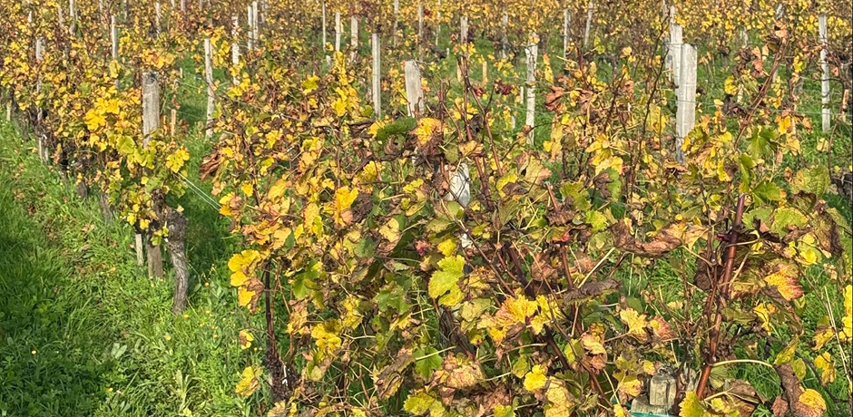 Saint Emilion tour and wines - 02
