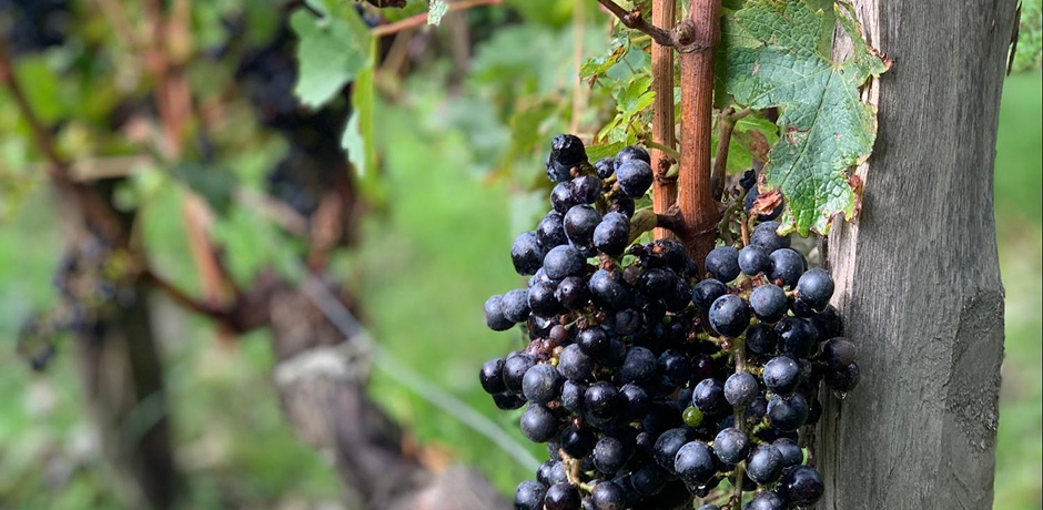The Médoc Wine Route - 02